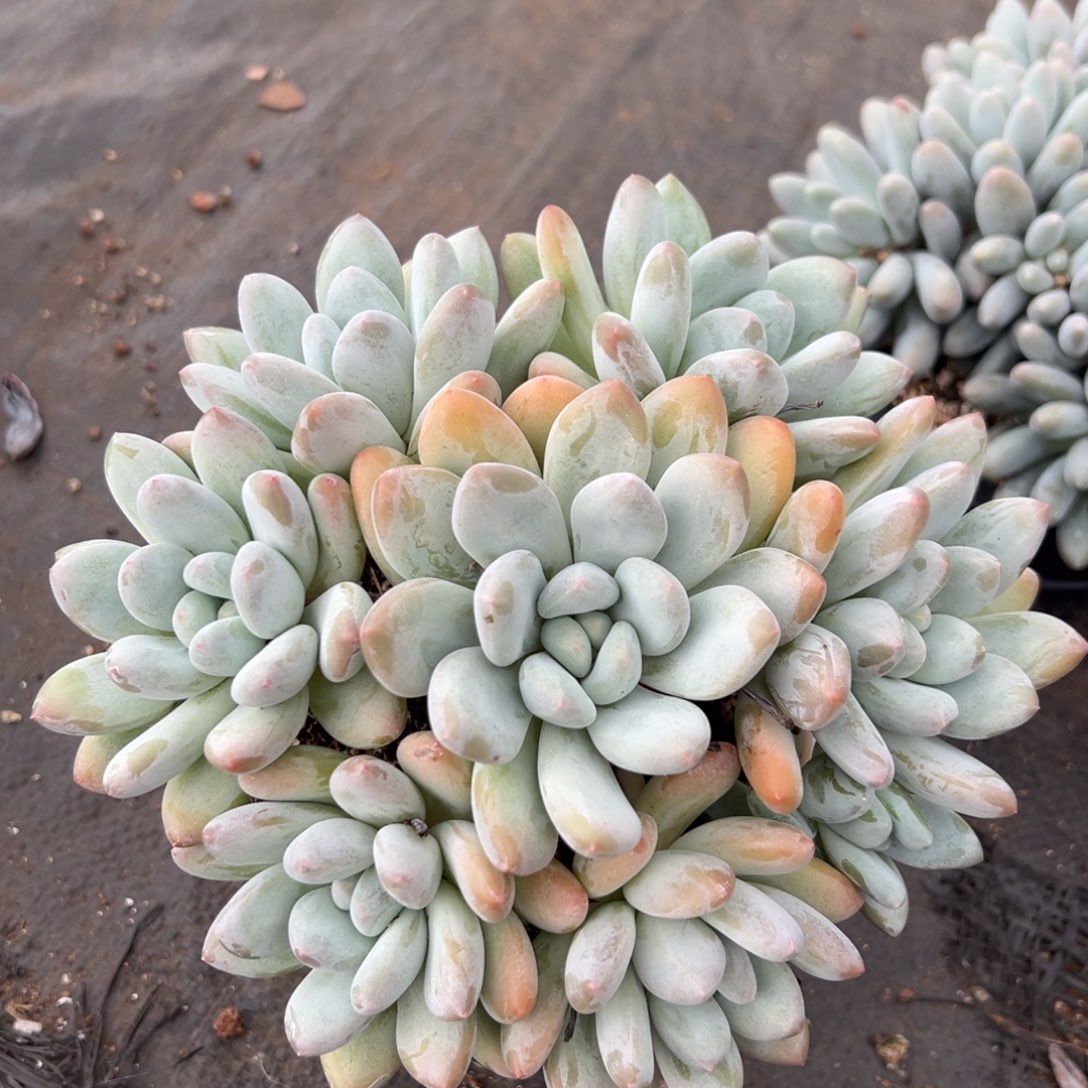 1103095 香水群生无砍手捧