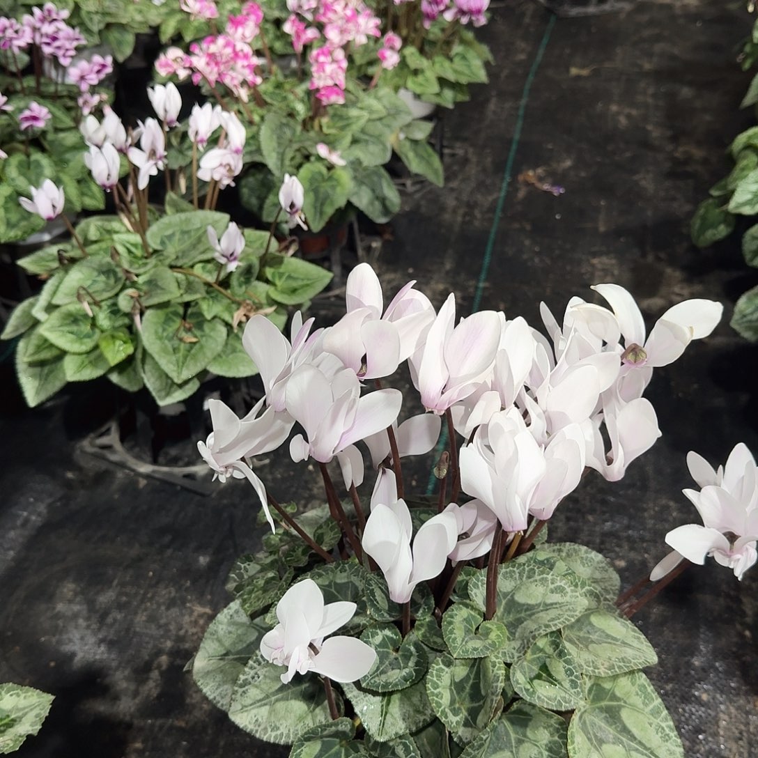 无花朵仙客来白波斯