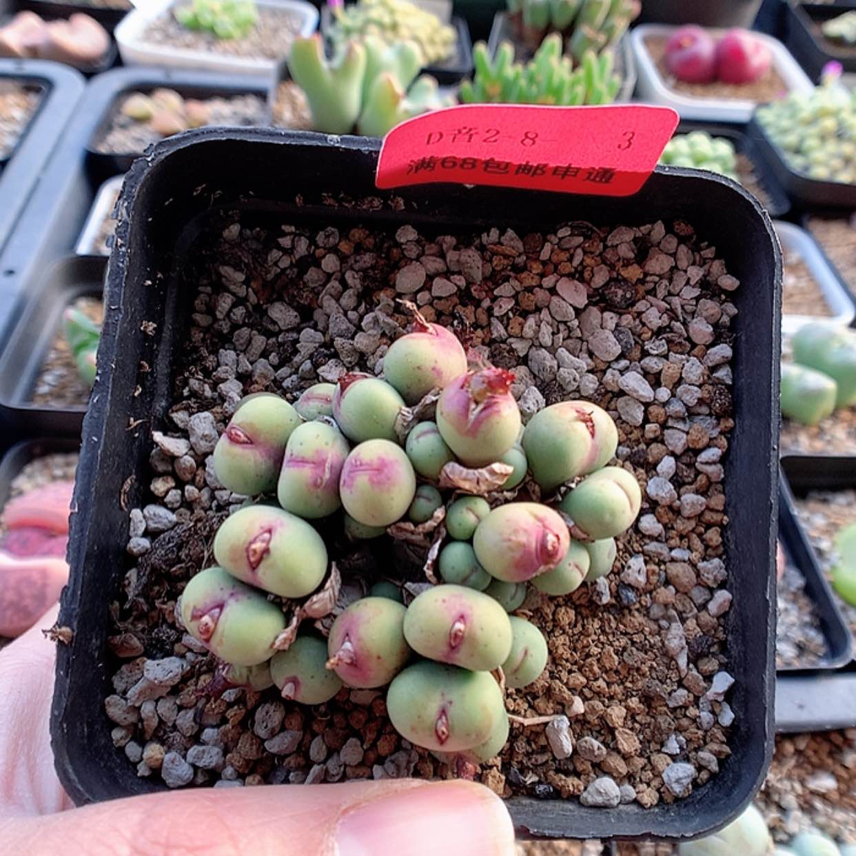 【闪购商品】2-8-3 小V嘴一群特 50