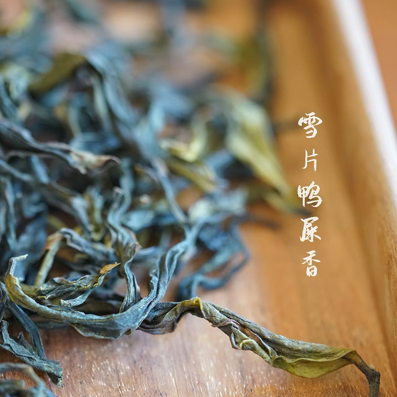 凤凰乌龙茶单丛茶乌岽雪片鸭屎香单枞茶单从茶采摘茶叶工夫茶工艺