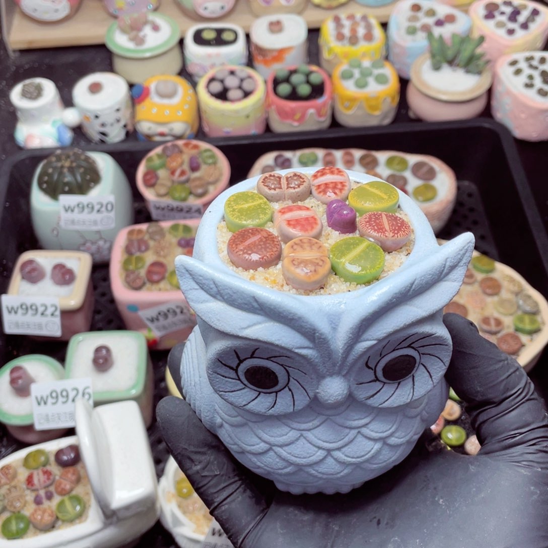 w9935--带盆土发货，零下地区拍保温箱