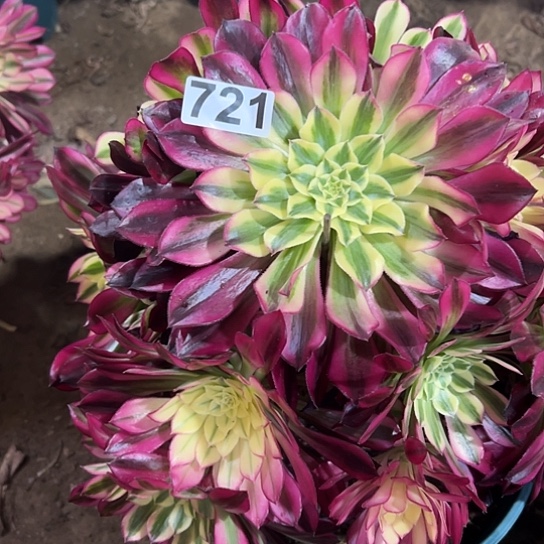 君****?多肉植物一个