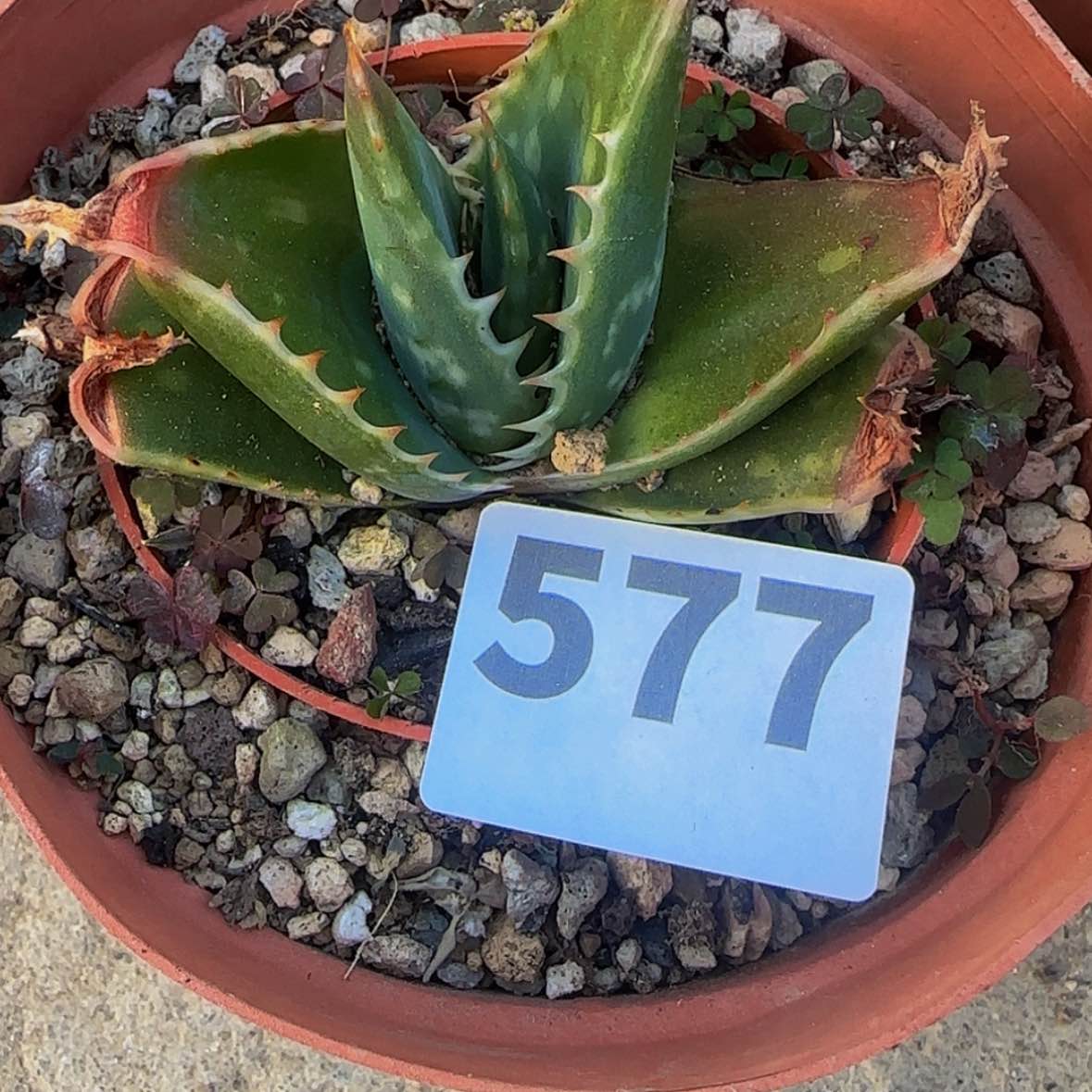 【闪购商品】蔡**·块根植物