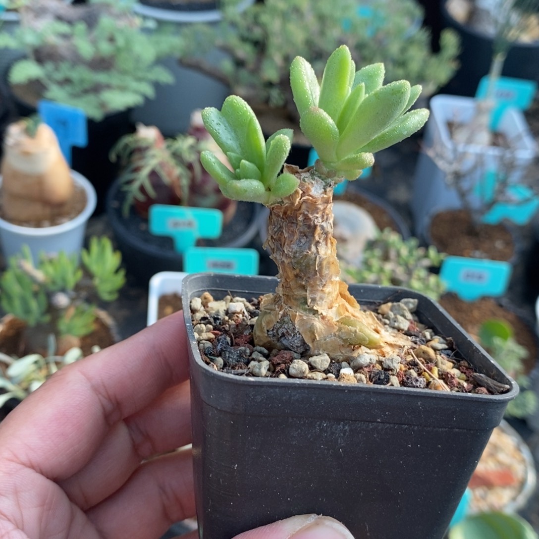 蔓锦产地多肉植物一个