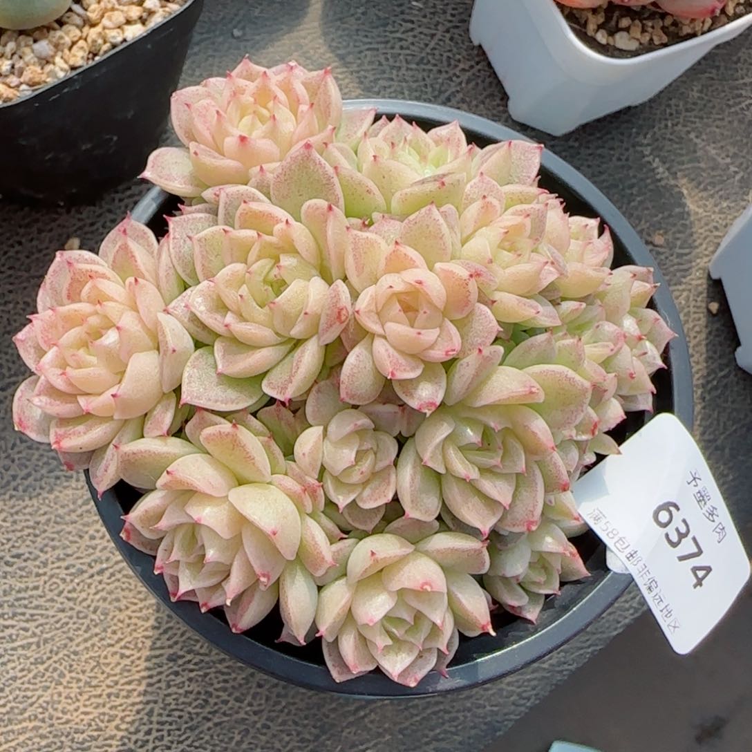 麦秆群，带盆发不包整6374多肉