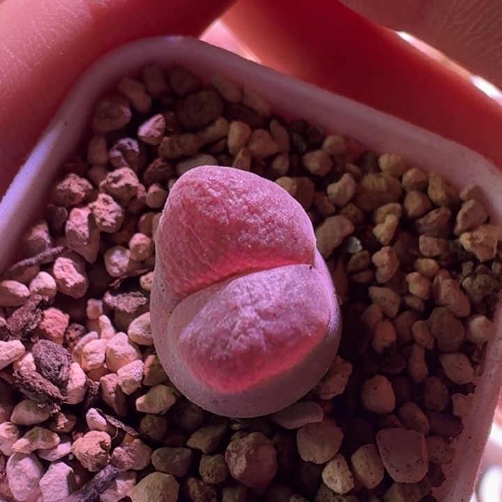 56号风铃一物一拍