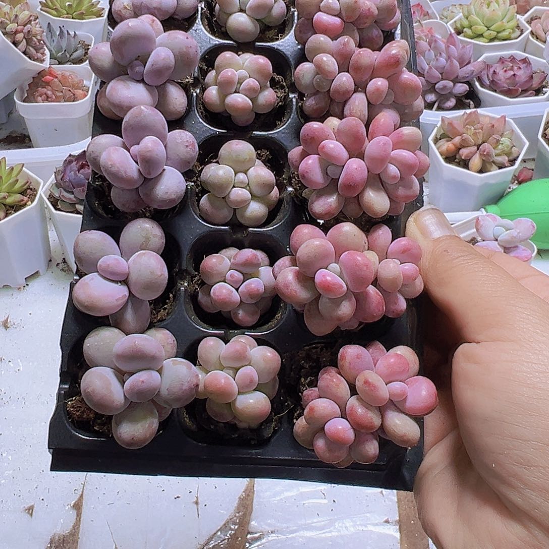 桃蛋组合15个苗带盘发