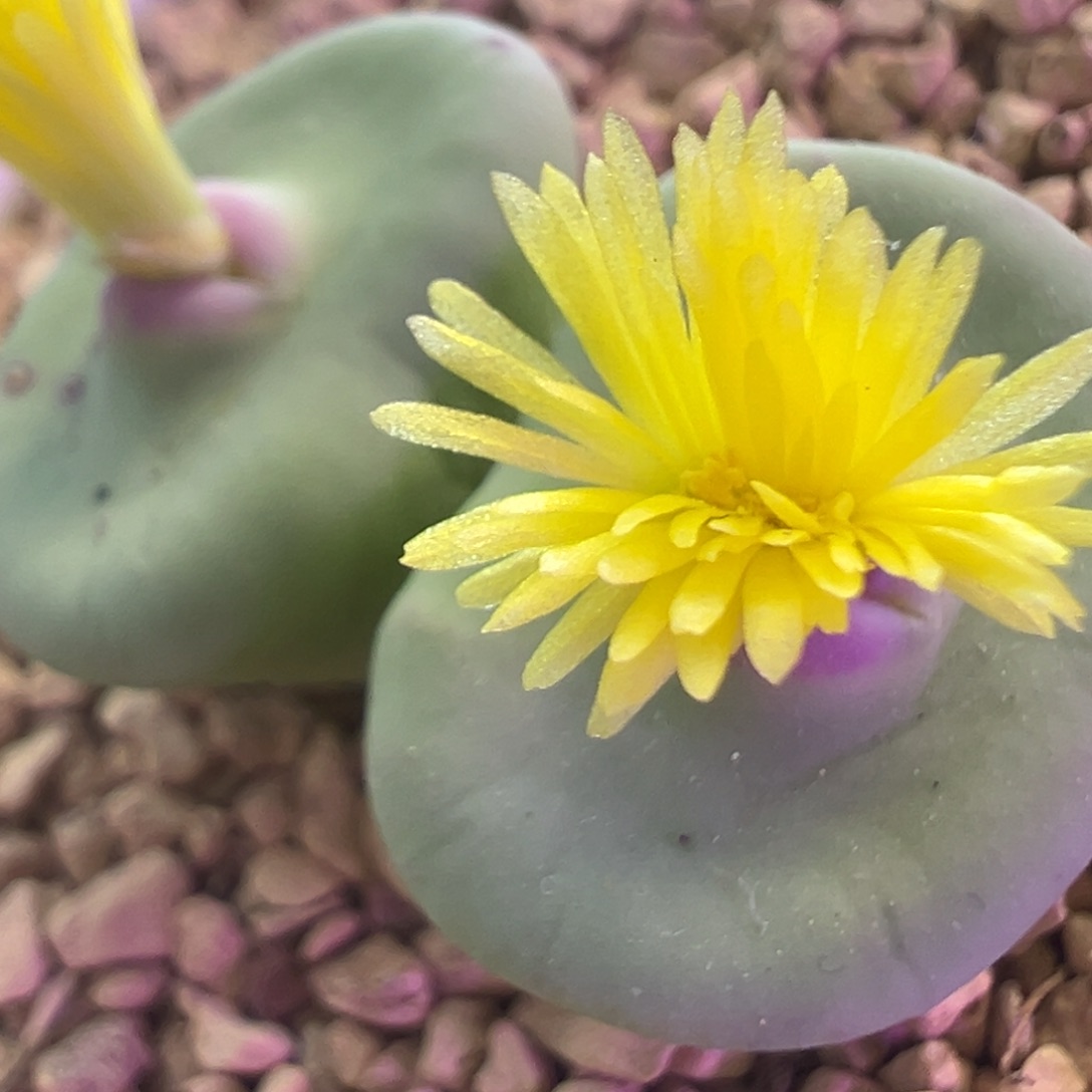 打型大嘟嘟嘴 肉锥植物