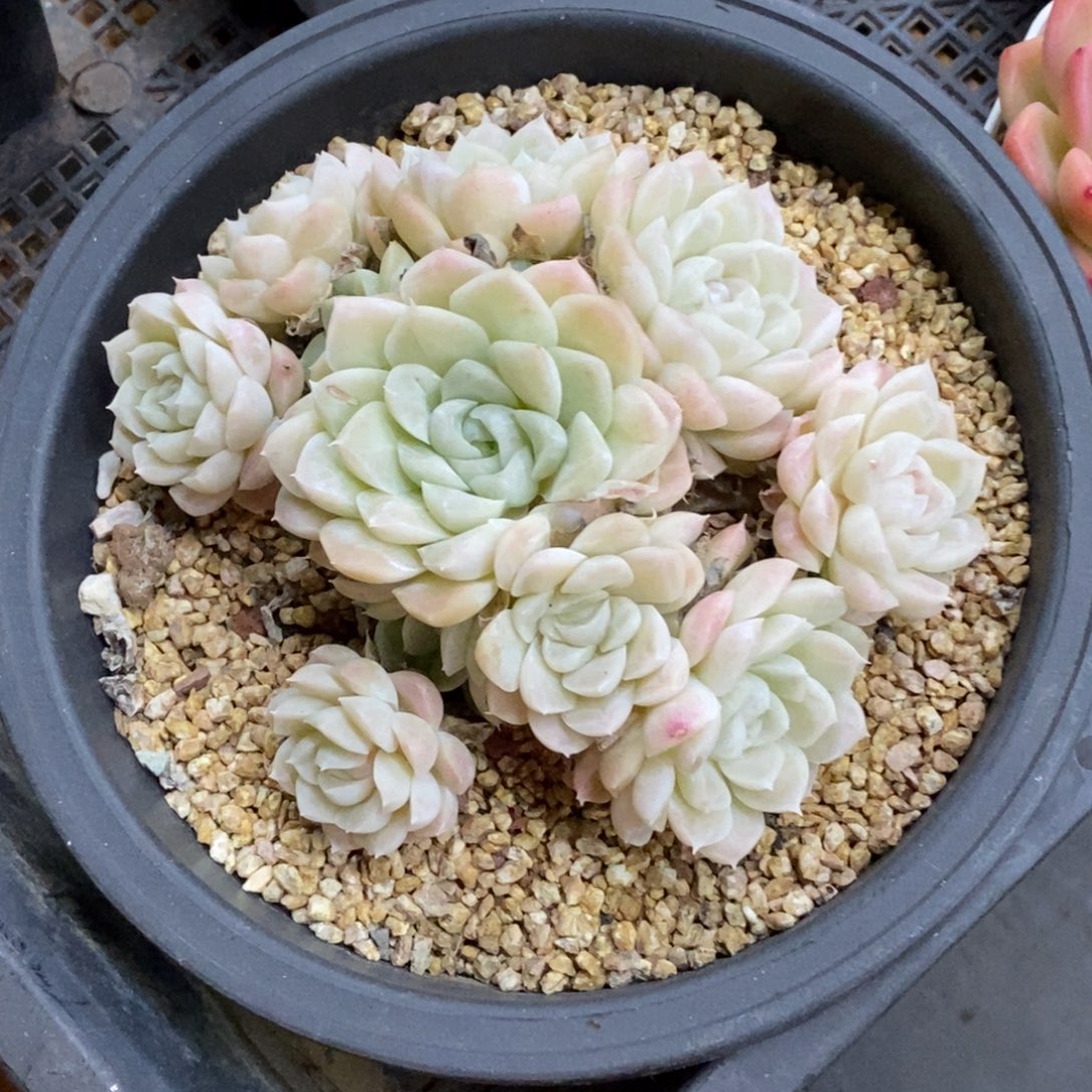 精品多肉一物拍不包整361