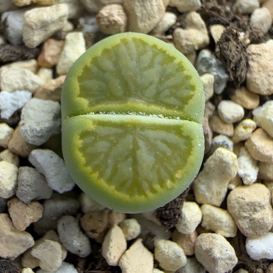 462 生石花大棚直播