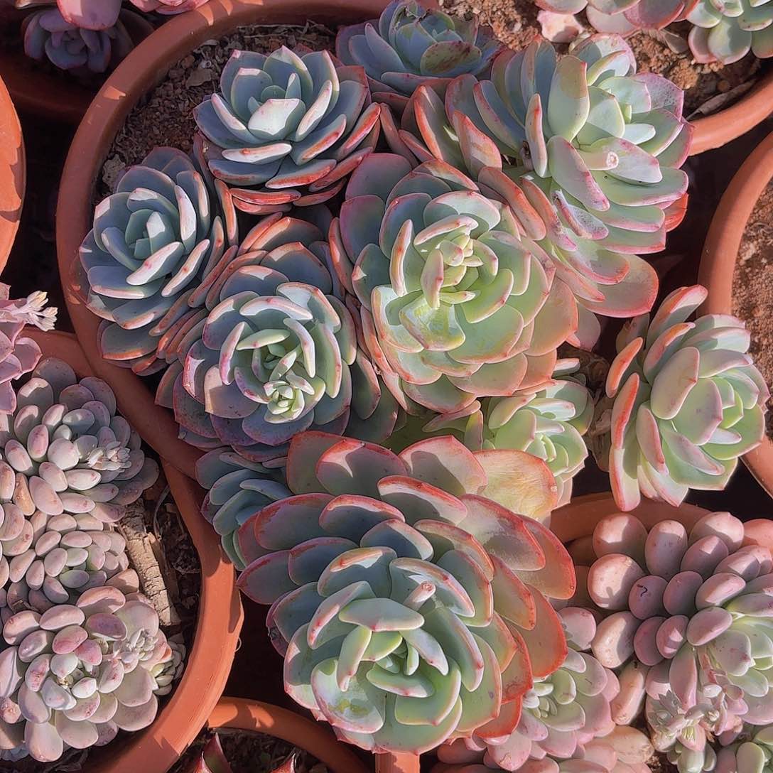 多肉植物。。。，，，，。，，，，，，，