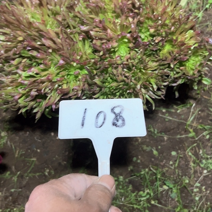 多肉植物红珊瑚缀花