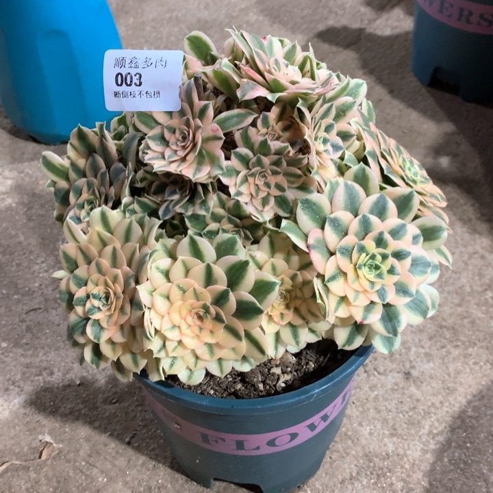 003迈巴赫多肉植物