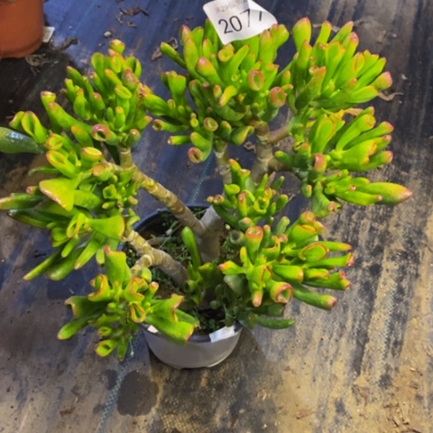 吸财树多肉植物2077