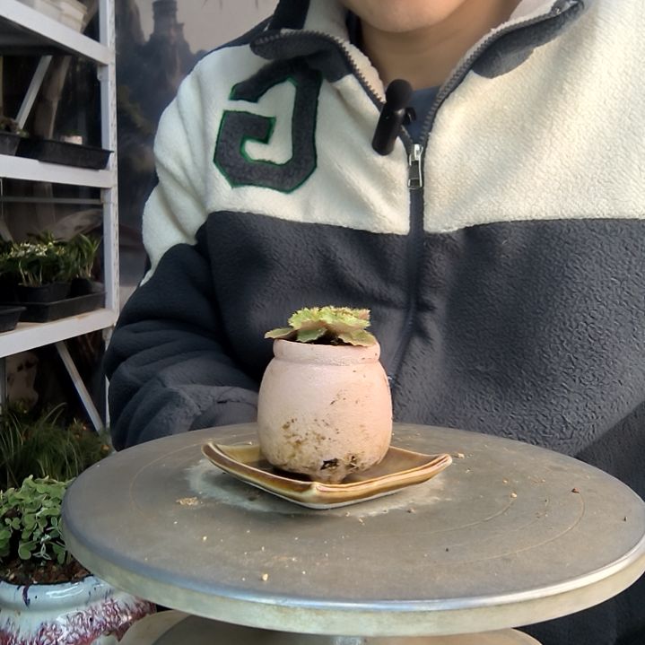 嘁**嚓小盆景小植物一物一拍68