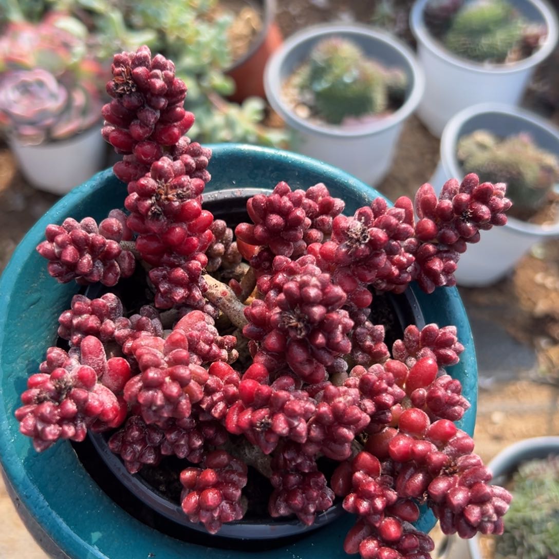 而儿女植物植物中央音乐学院