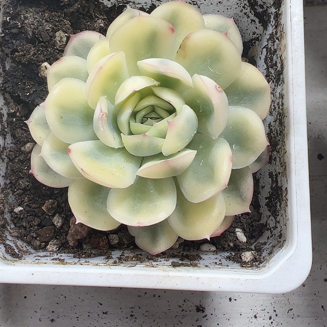 草莓冰锦多肉满38包邮