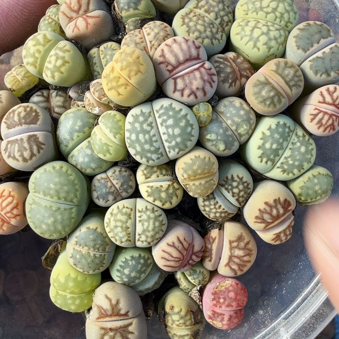 哈哈笑了啊太有道理628你