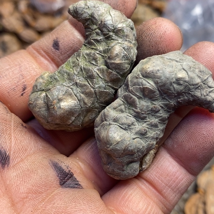 文玩核桃吊坠东北特产128