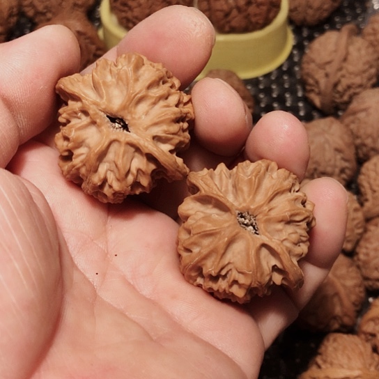 文玩核桃吊坠兴*?苹果40