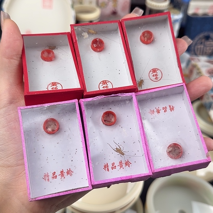 宝***密蟋蟀中黄蛉6只包邮