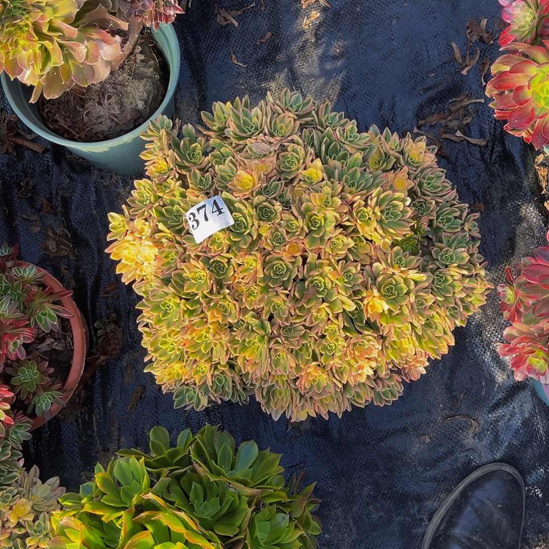 甜茶法师多肉1-38