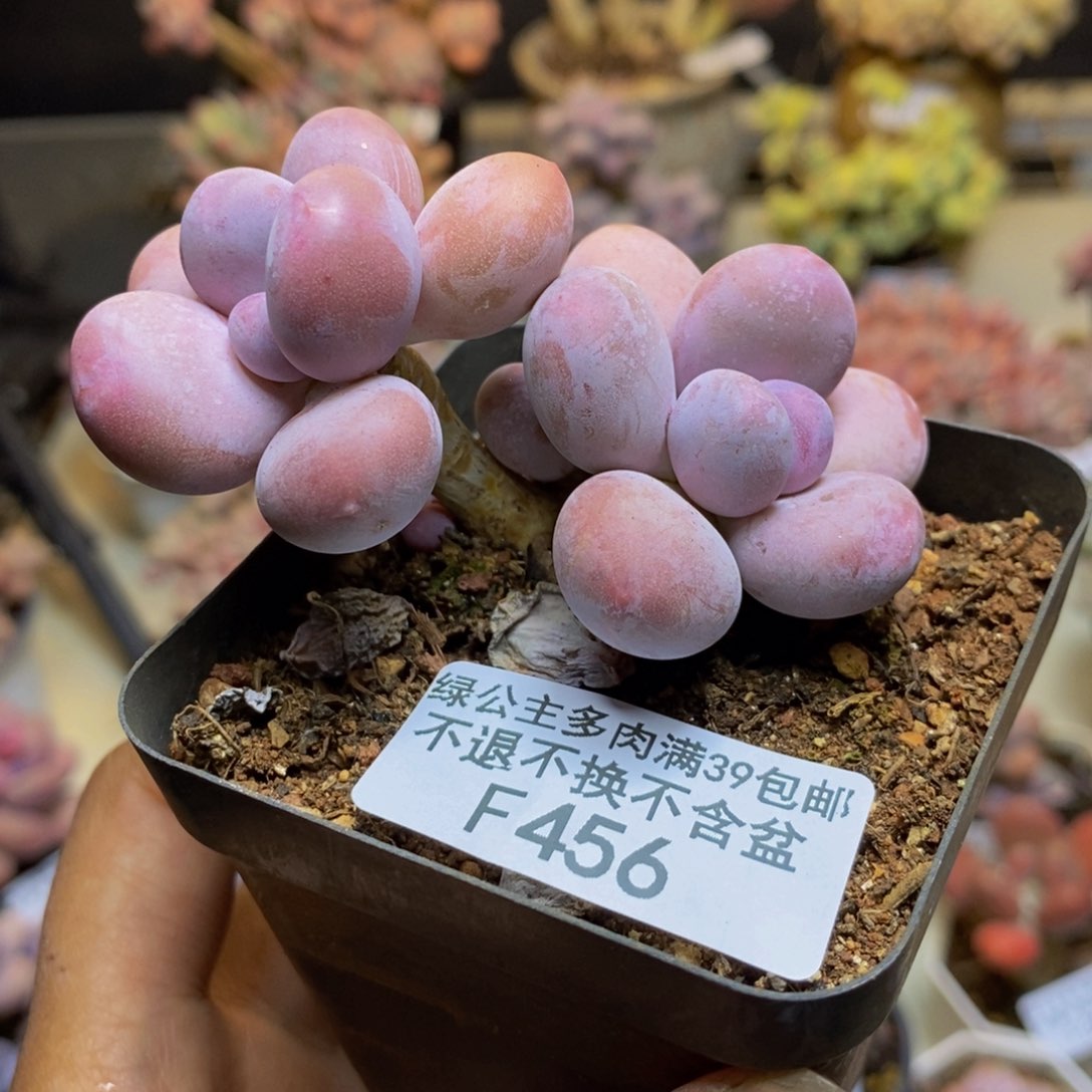 456蛋黄奶多肉5c m