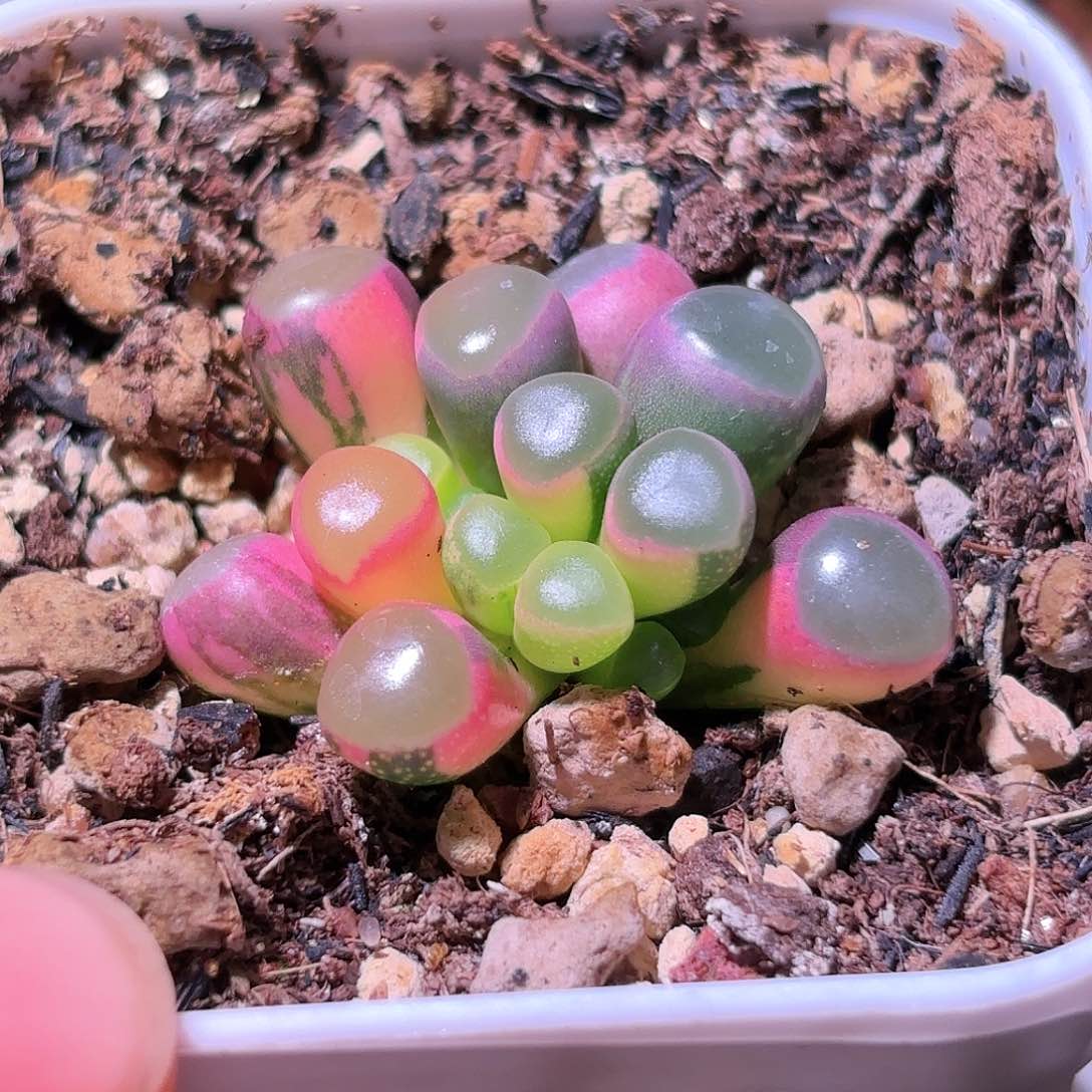 159号五十铃玉锦多肉植物锦一物一拍带盆土发货