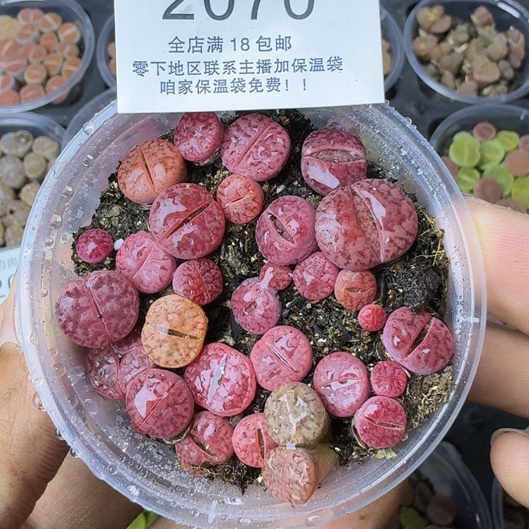 2070 哈哈哈哈哈哈哈哈