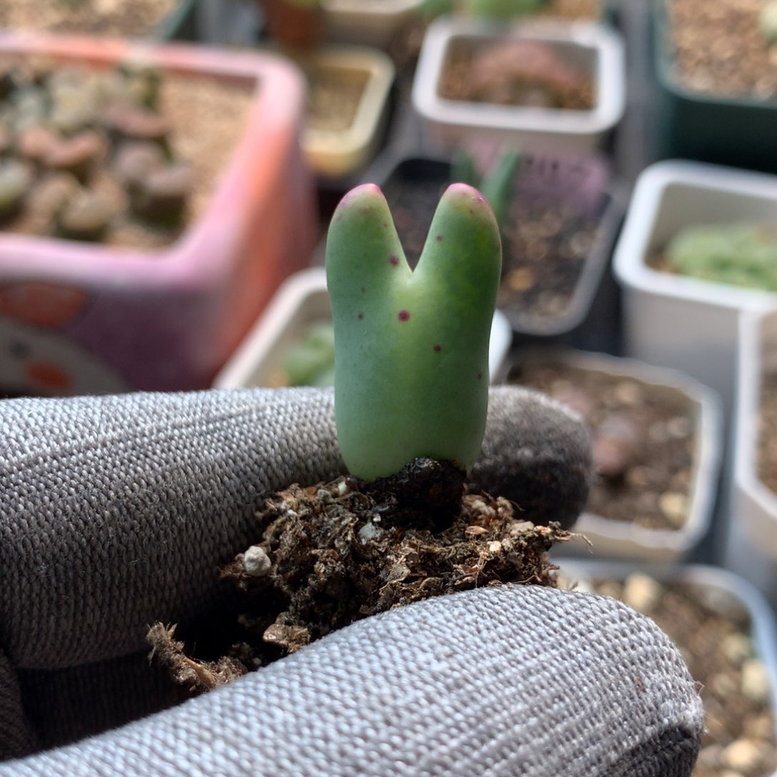 981皮卡丘福利一颗