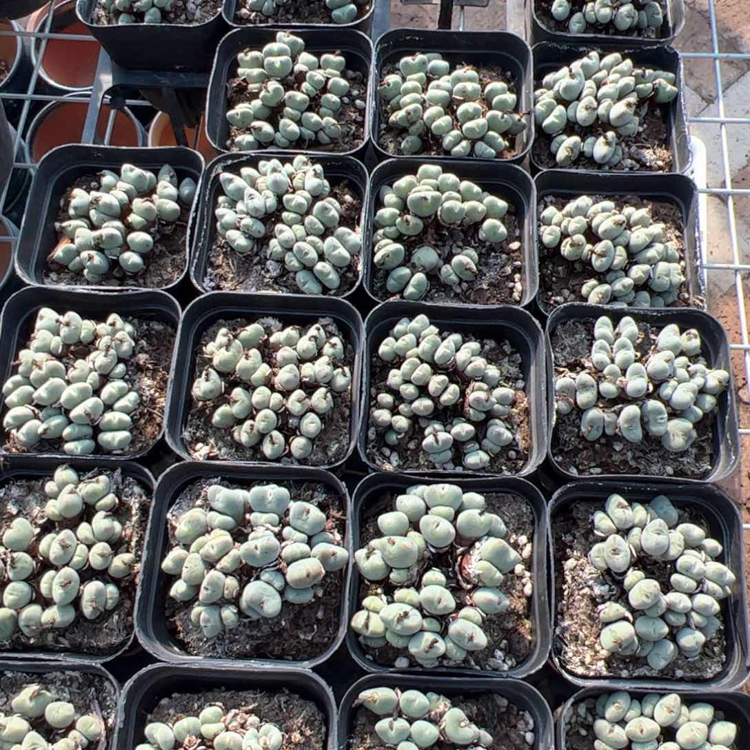 新疆包邮 口笛群