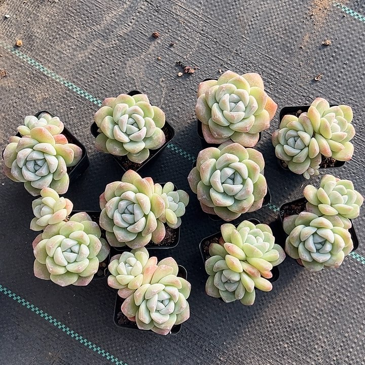 我们的确是一个很好的冰玉