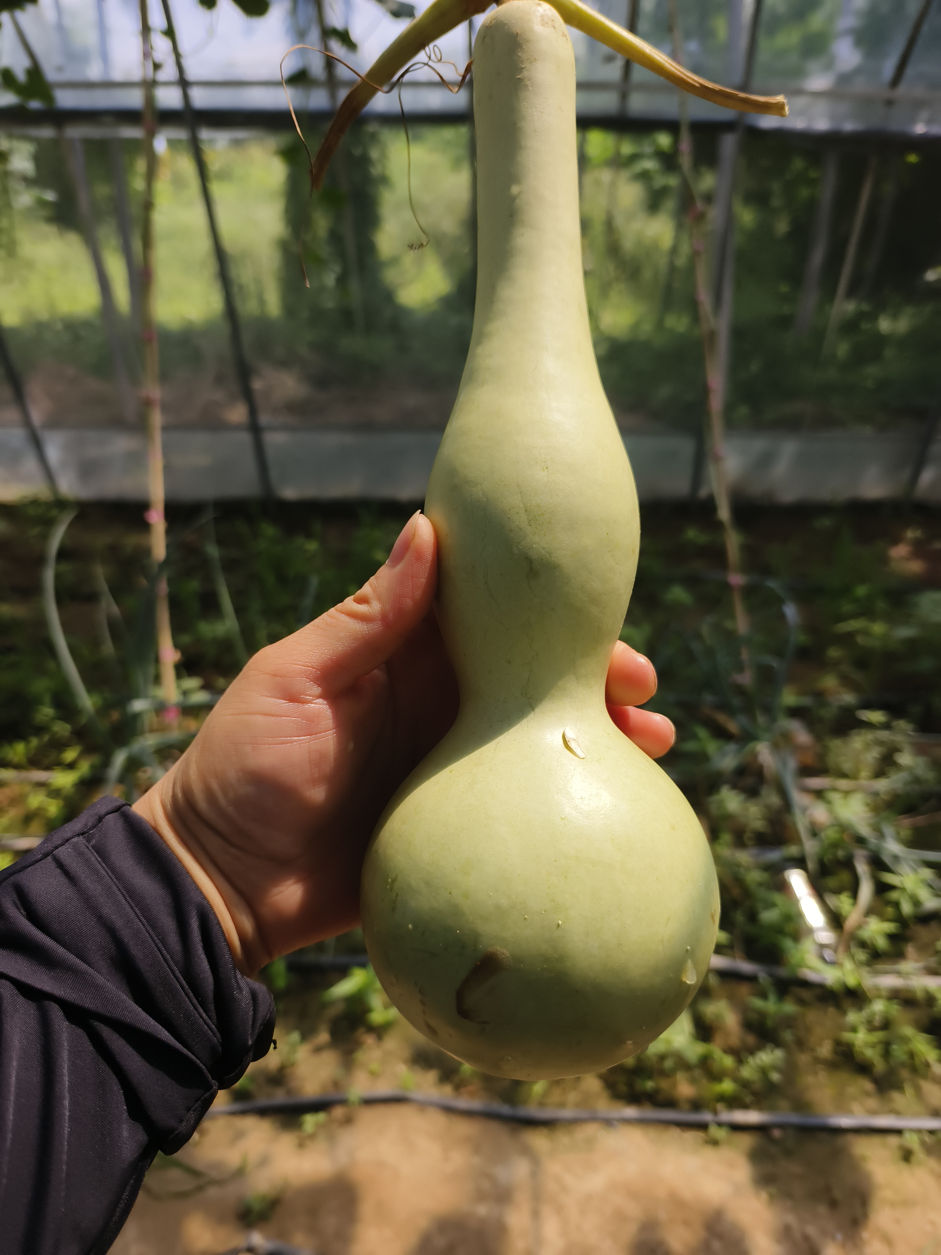 中号观音瓶葫芦提纯种子