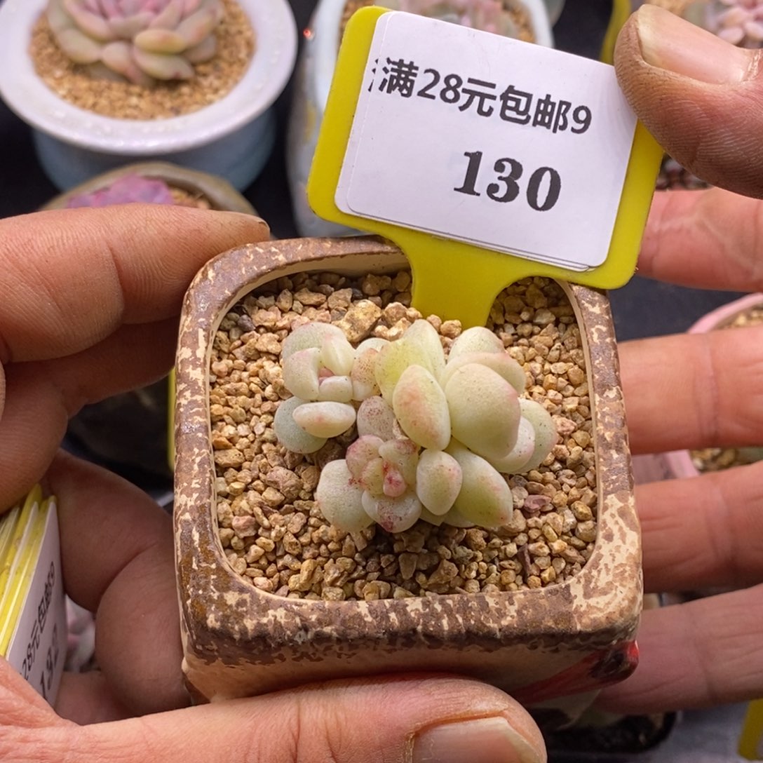 9130冰玉石化糖心拉丝群