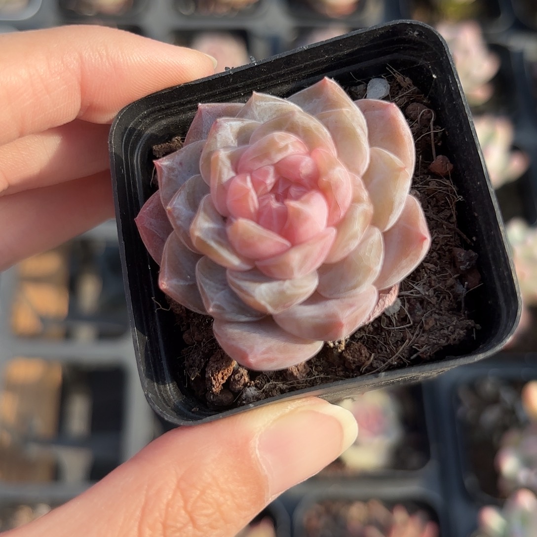 精品糖心暗纹多肉植物