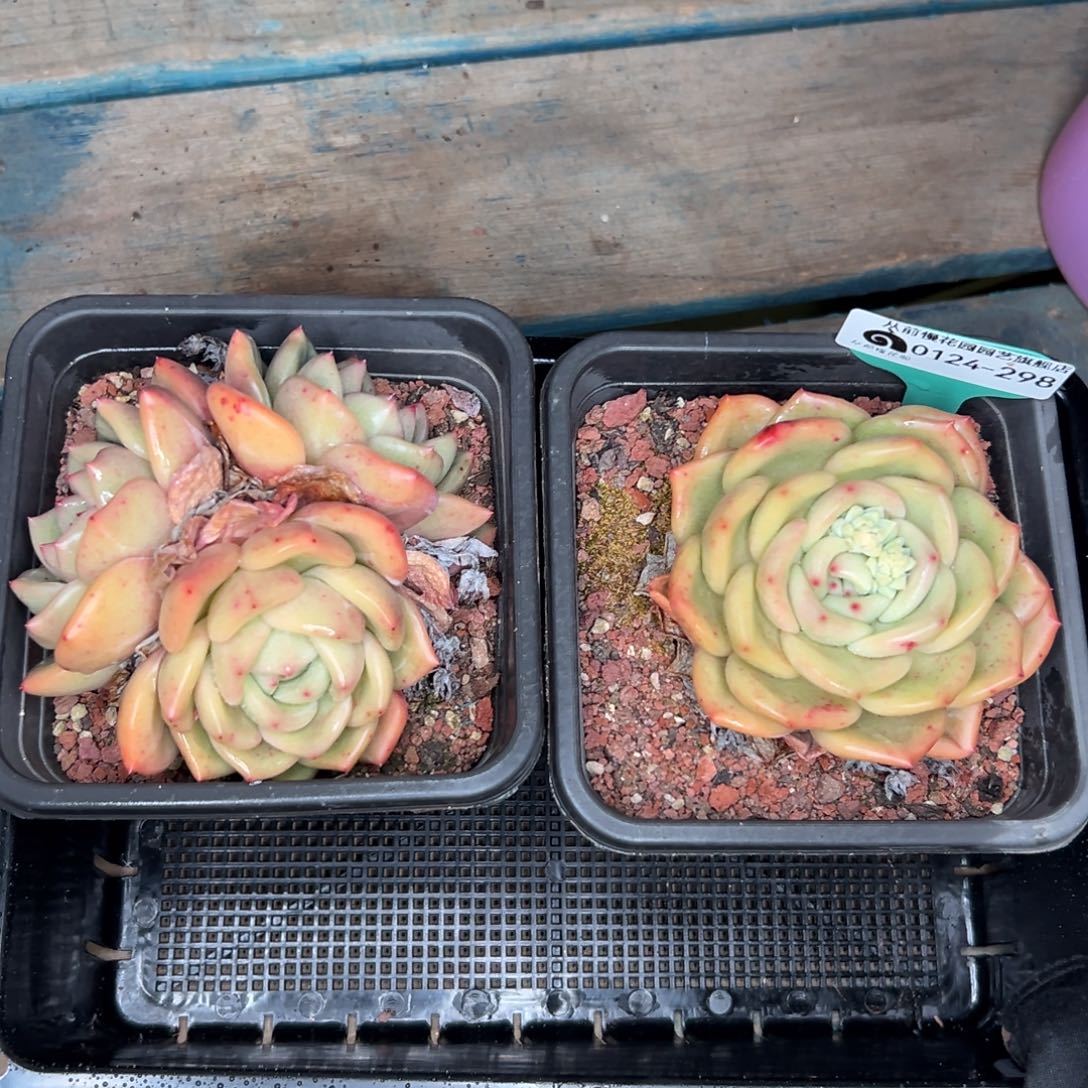 多肉一物一拍0124-298