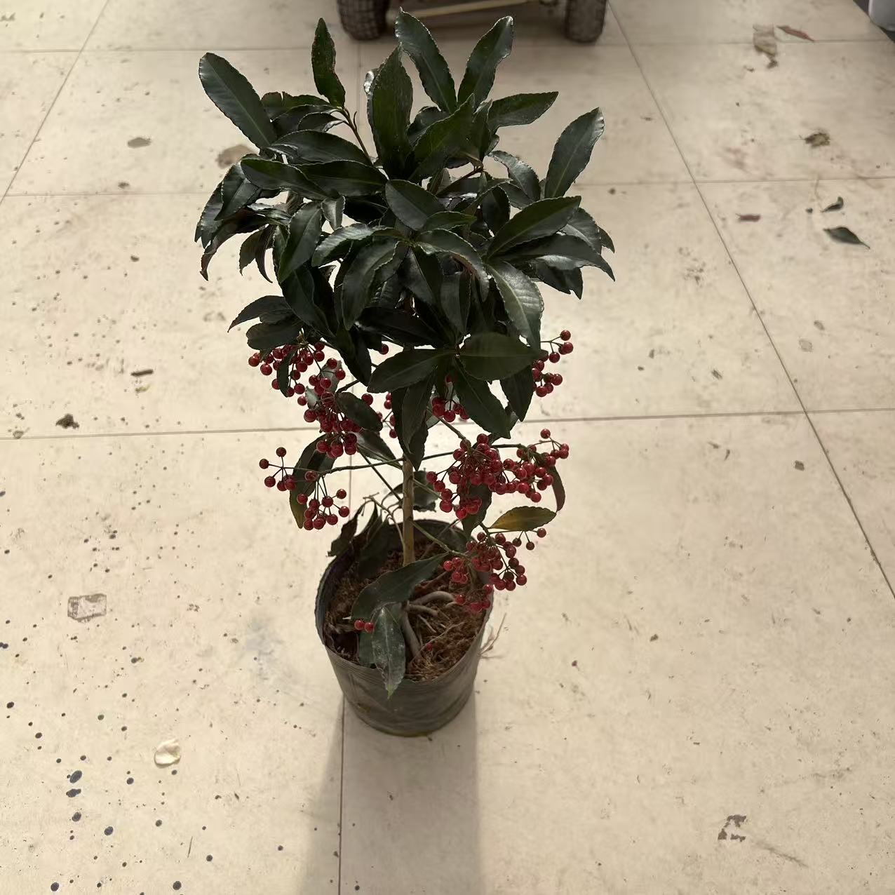 福利富贵籽盆栽果不多（会有轻微掉果哦）  