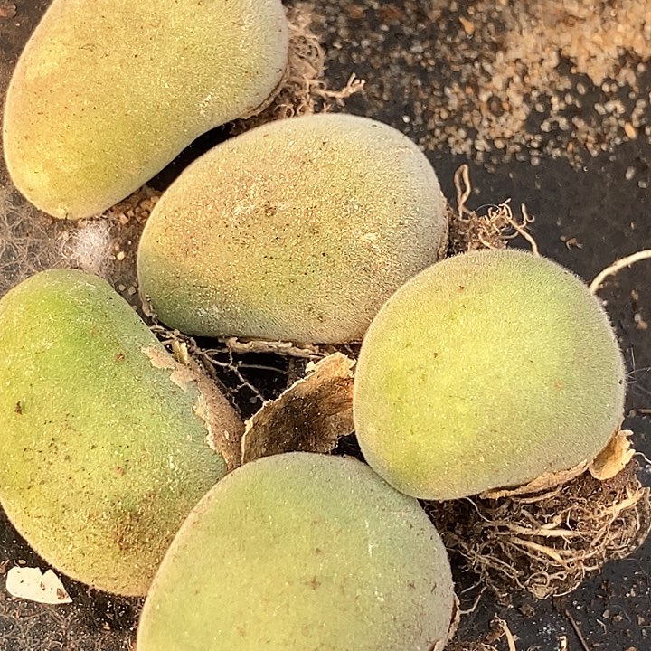 30505巨大宝辉一颗