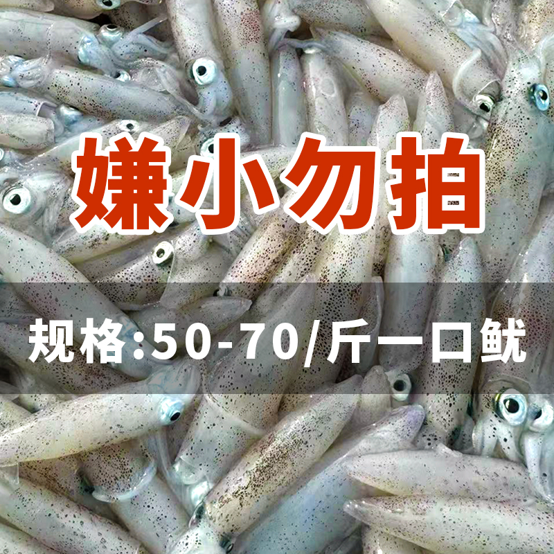 新鲜一口鱿鱼小海兔 野生海捕笔管