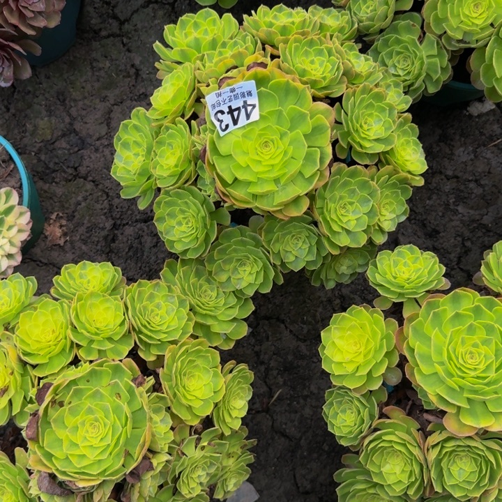 雨荷花25-50包邮花花