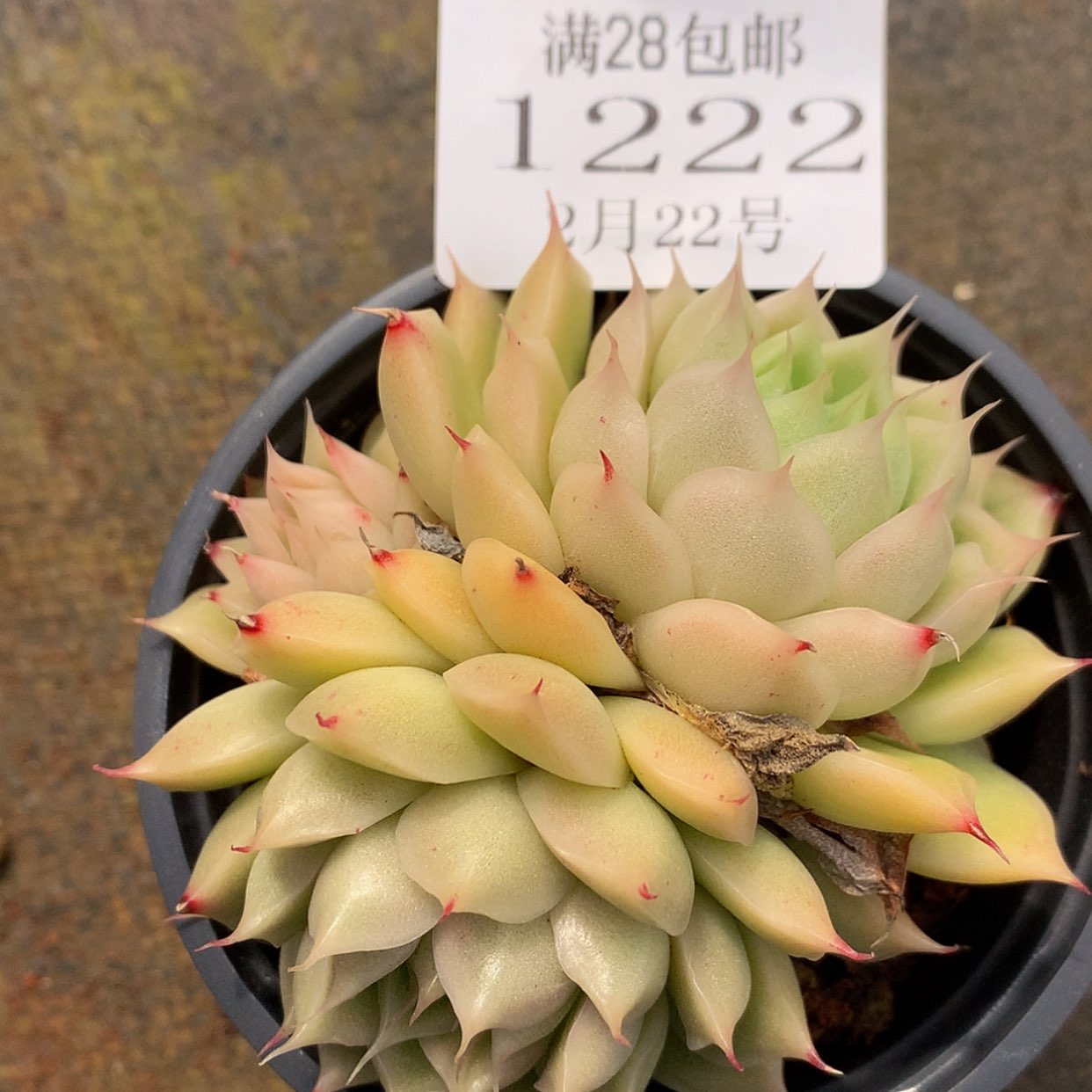 【闪购商品】云1222