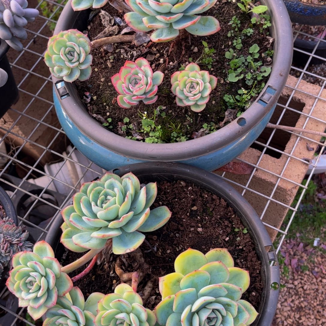 新疆西藏内蒙不发货，晨露2颗