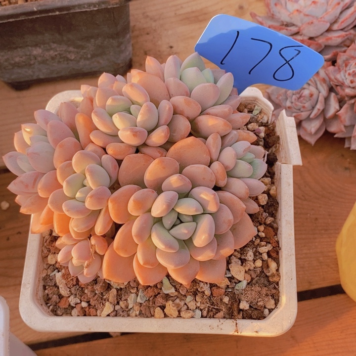 你说什么时候才回来