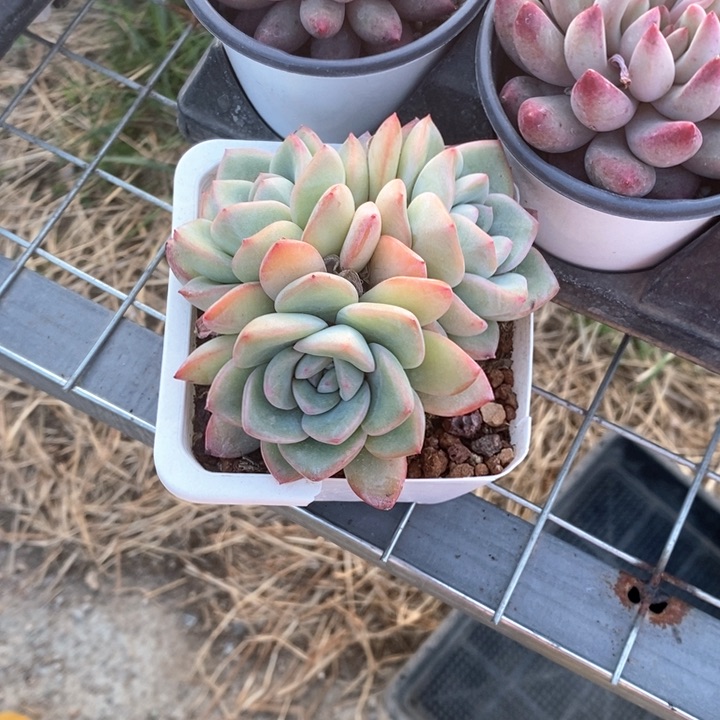 完全开放泡芙了咯家了