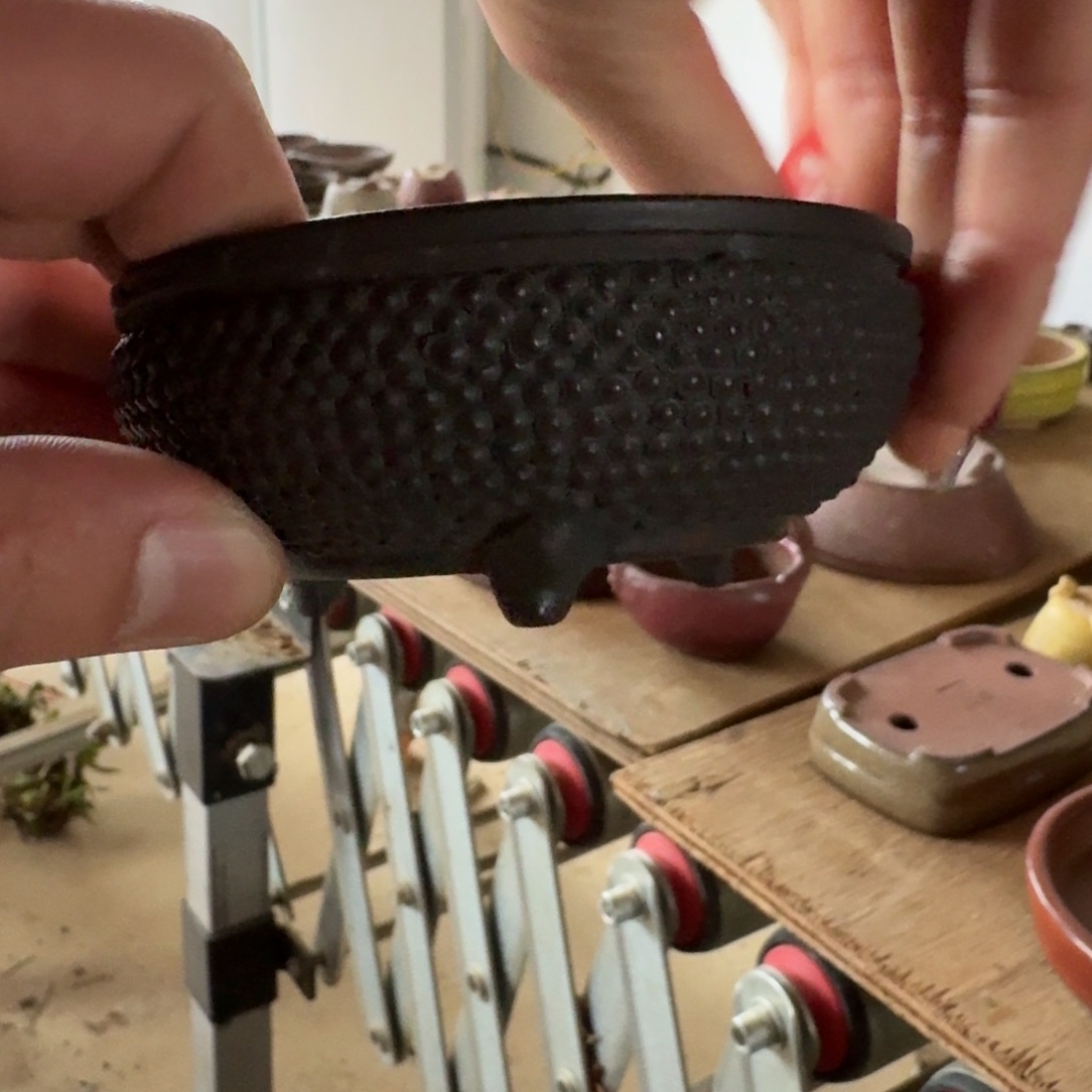 盆景顺丰到付不包邮学*729