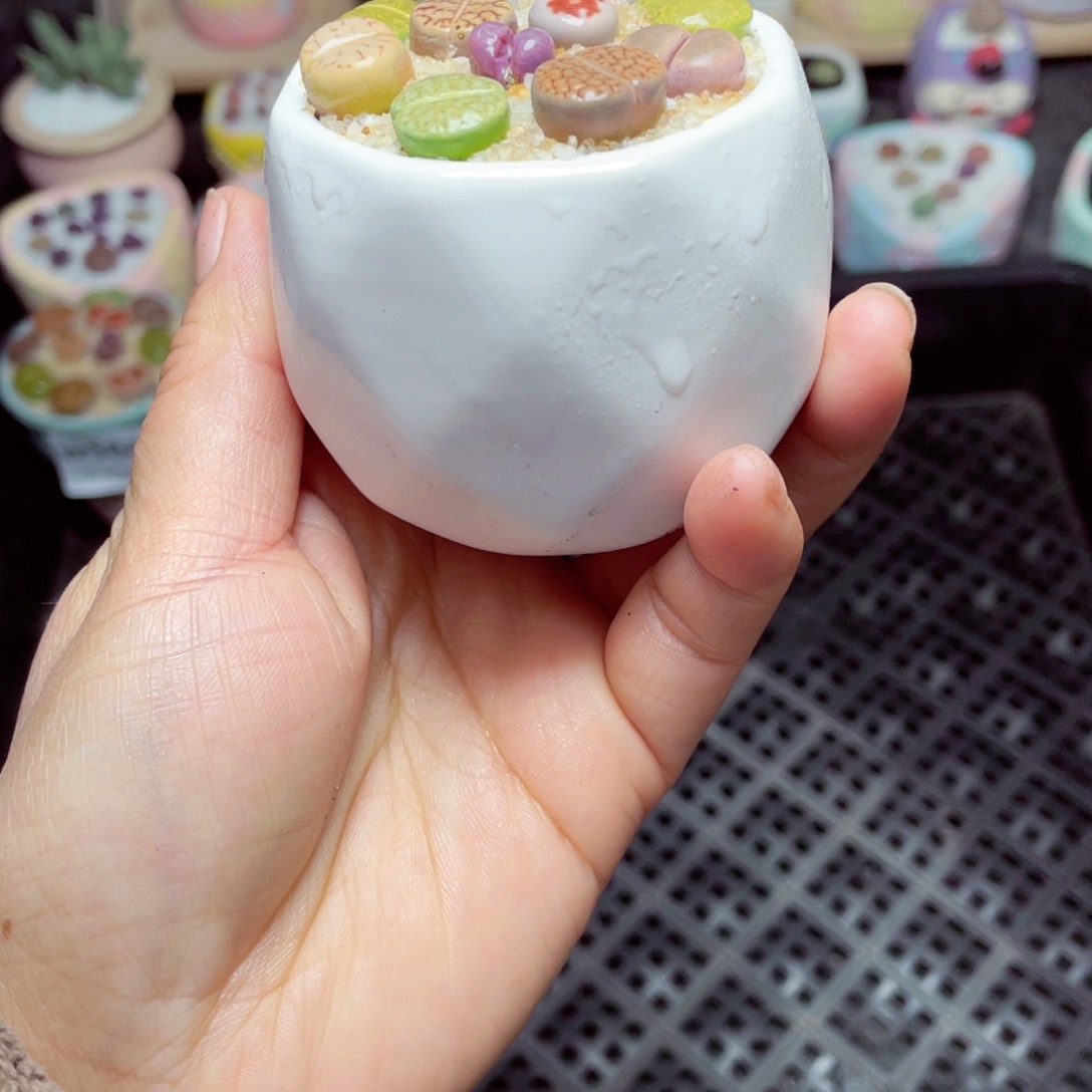 w5611 -零下地区拍保温箱-15支持寄养