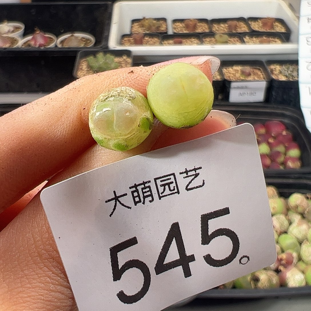 一物一拍        545