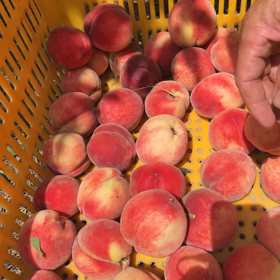 脆桃5斤中国大陆