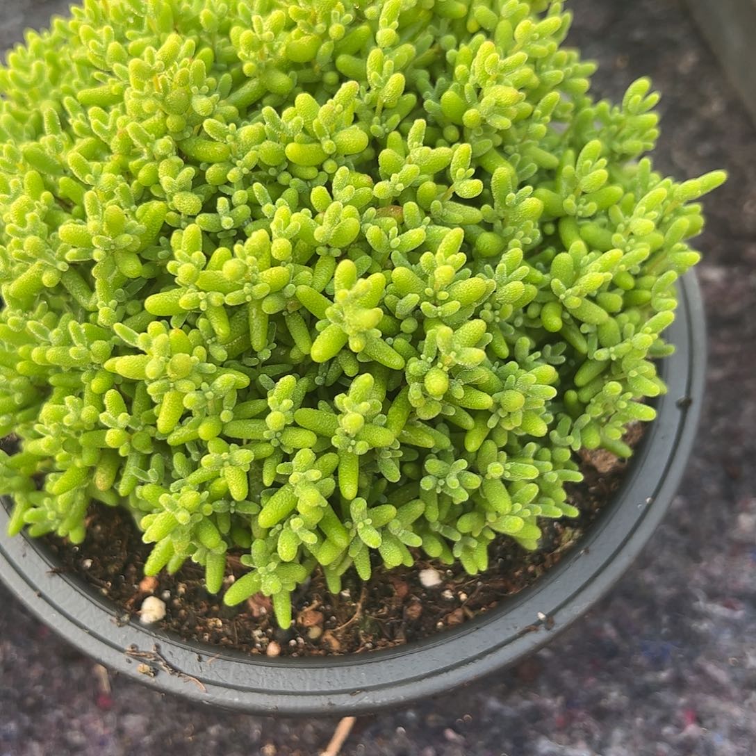 熊***子枝干番杏蜜橘大盆