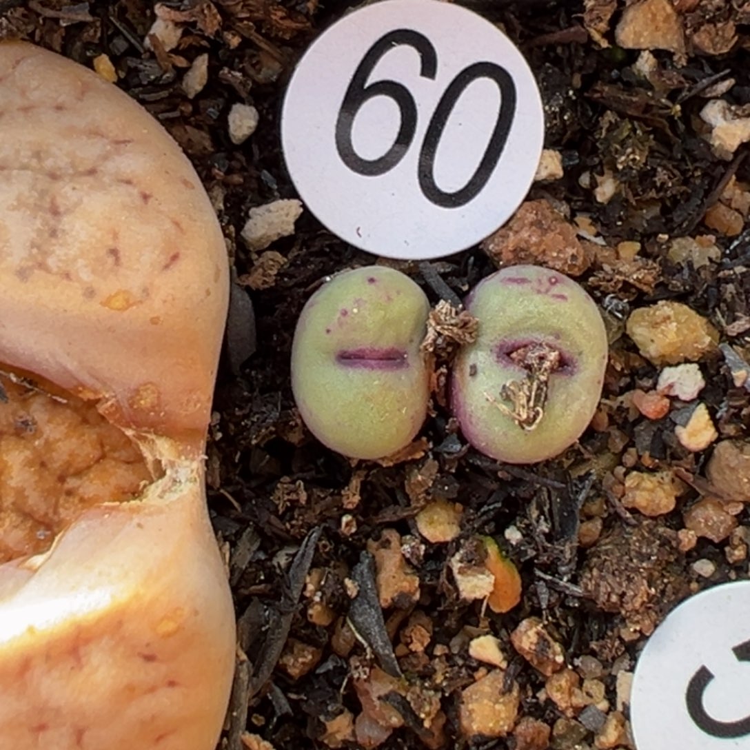 多肉植物111111111111111